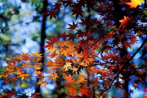 Hiç kimseyi kıskandırma