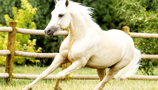 Kadir gecesi Fatmacan