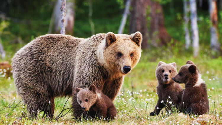 Rüyada Ayı Görmek