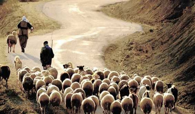 Koyun Çoban İçin Değildir