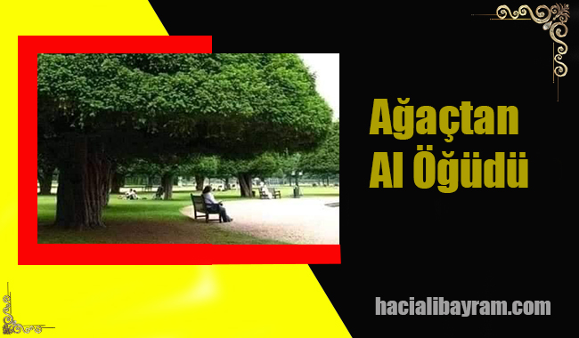 Ağaçtan Al Öğüdü