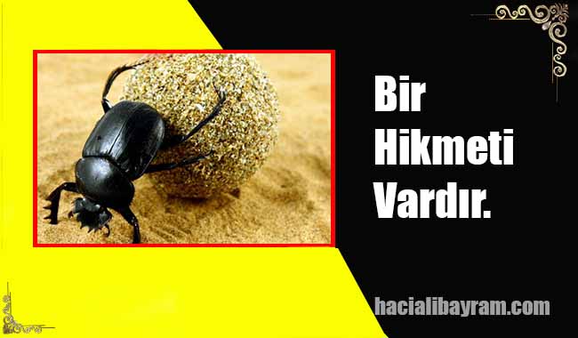 Bir Hikmeti Vardır